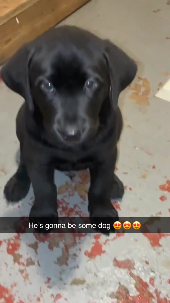 Labrador Retriever dogs for sale: 2 girls 1 boy left ready for their forever homes - Video 4