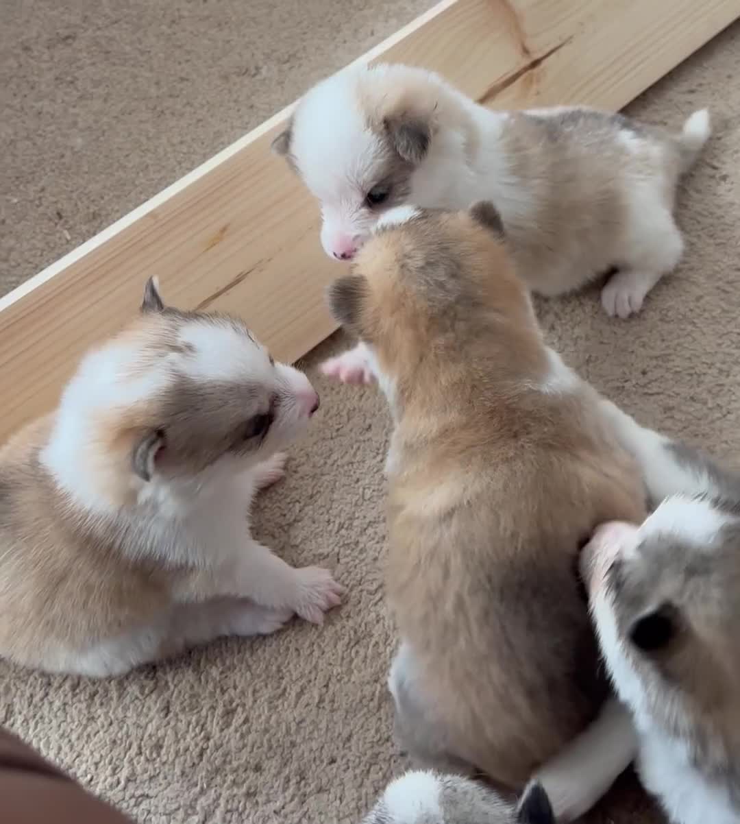 Pomsky dogs for sale: Gorgeous F3 Pomsky pups / perfect Husky markings - Video 2