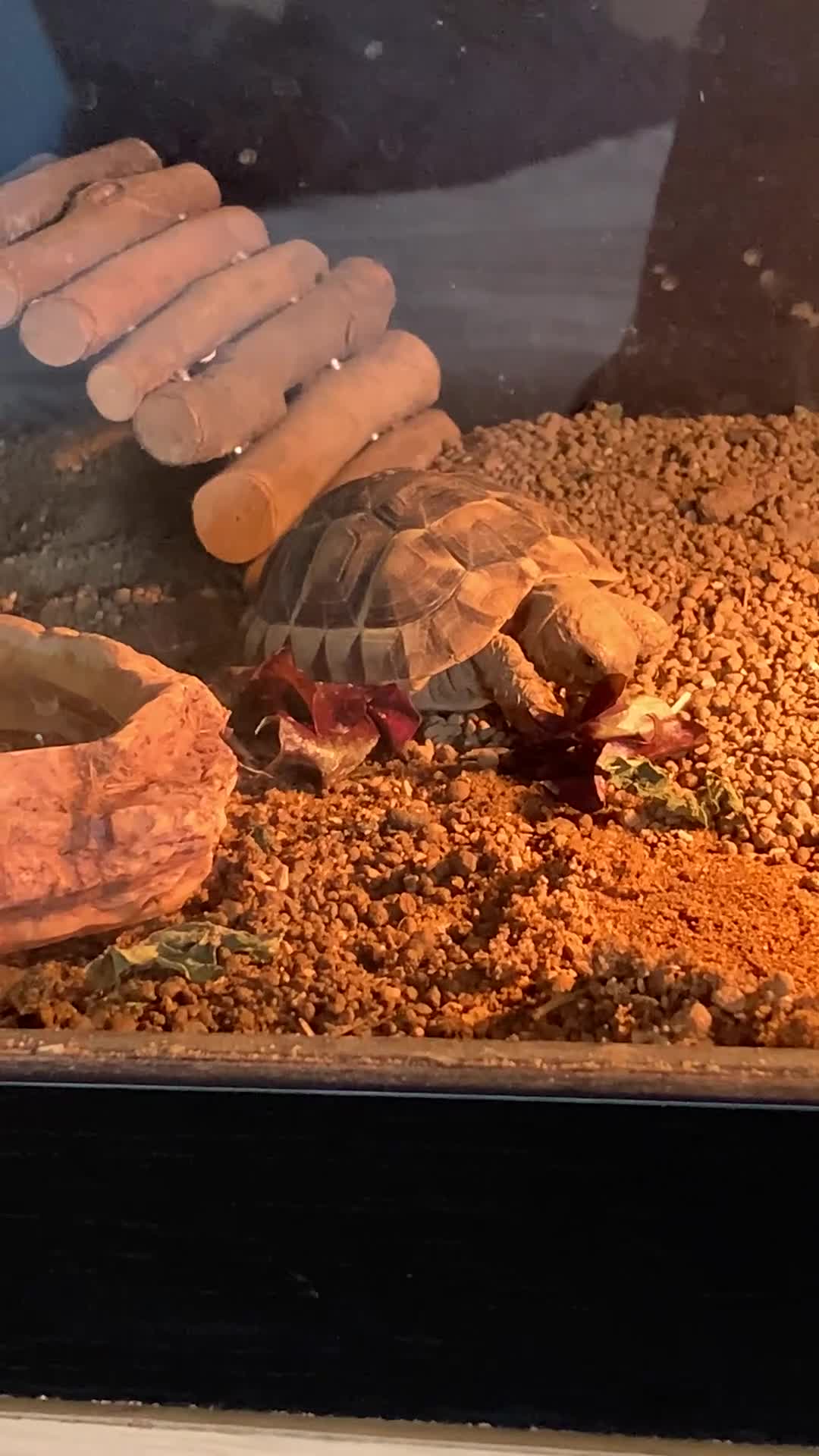 Hermann Tortoise reptiles for sale: Female Herman tortoise and home - Video 1
