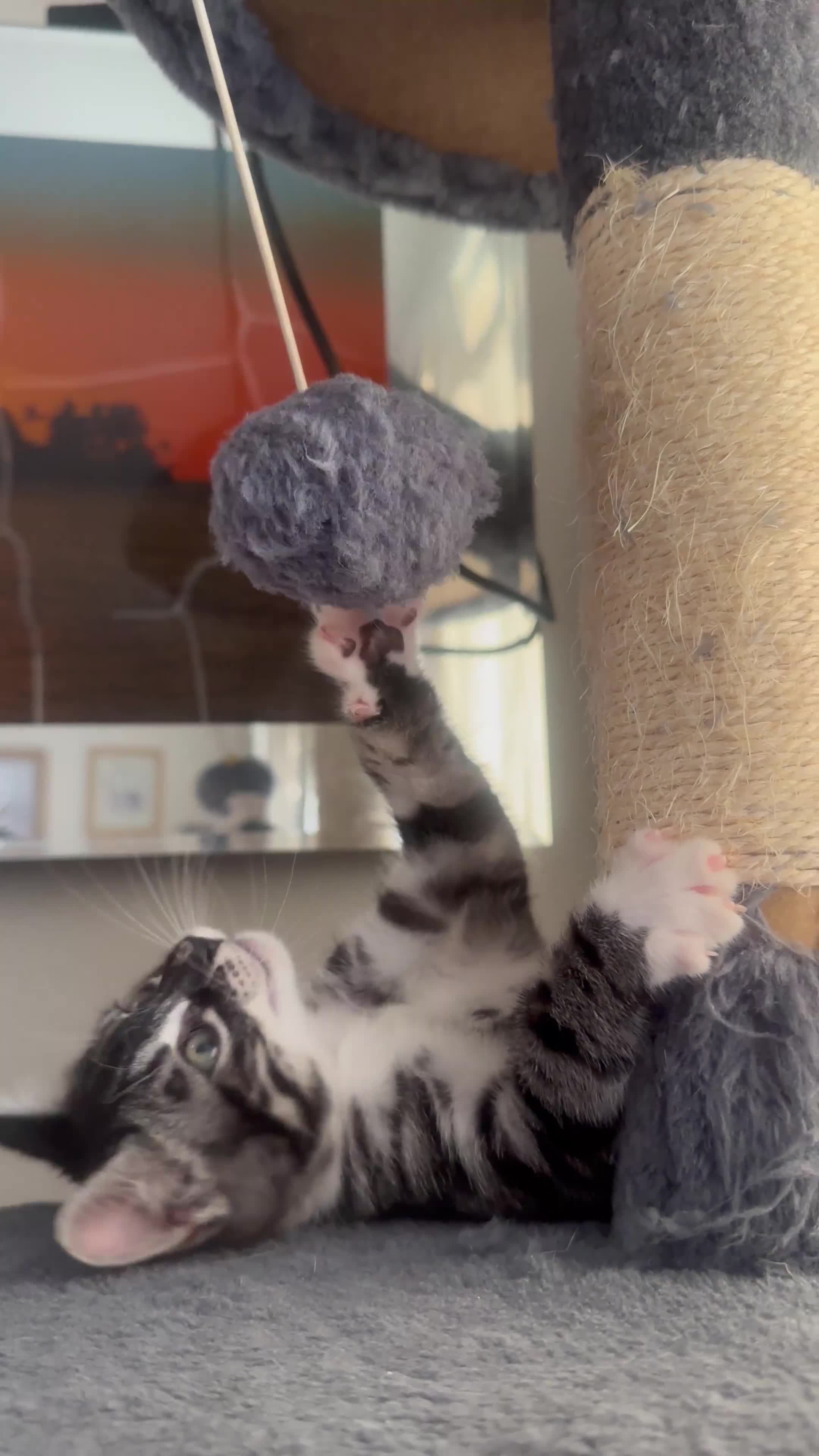 Bengal cats for sale: Stunning Silver & Charcoal Bengal Boys & Girls! - Video 1