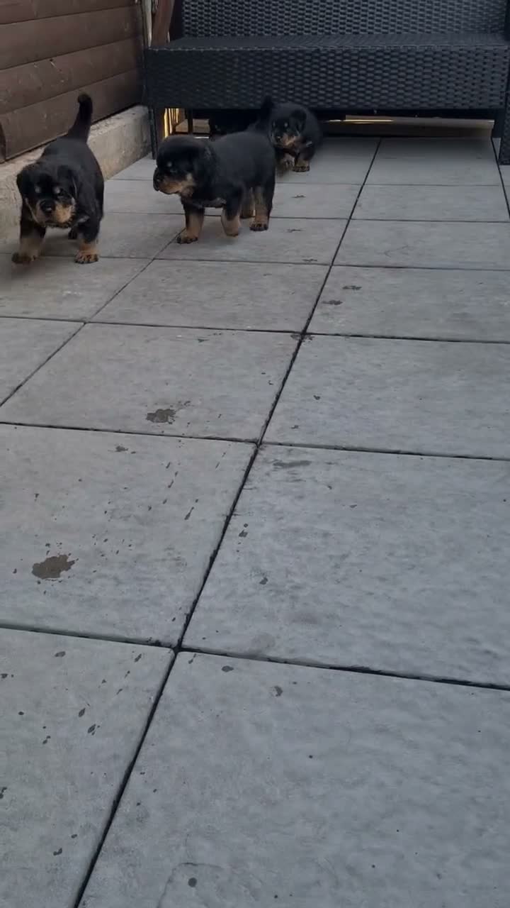 Rottweiler dogs for sale: German rottweiler puppies  in Birmingham - Video 1