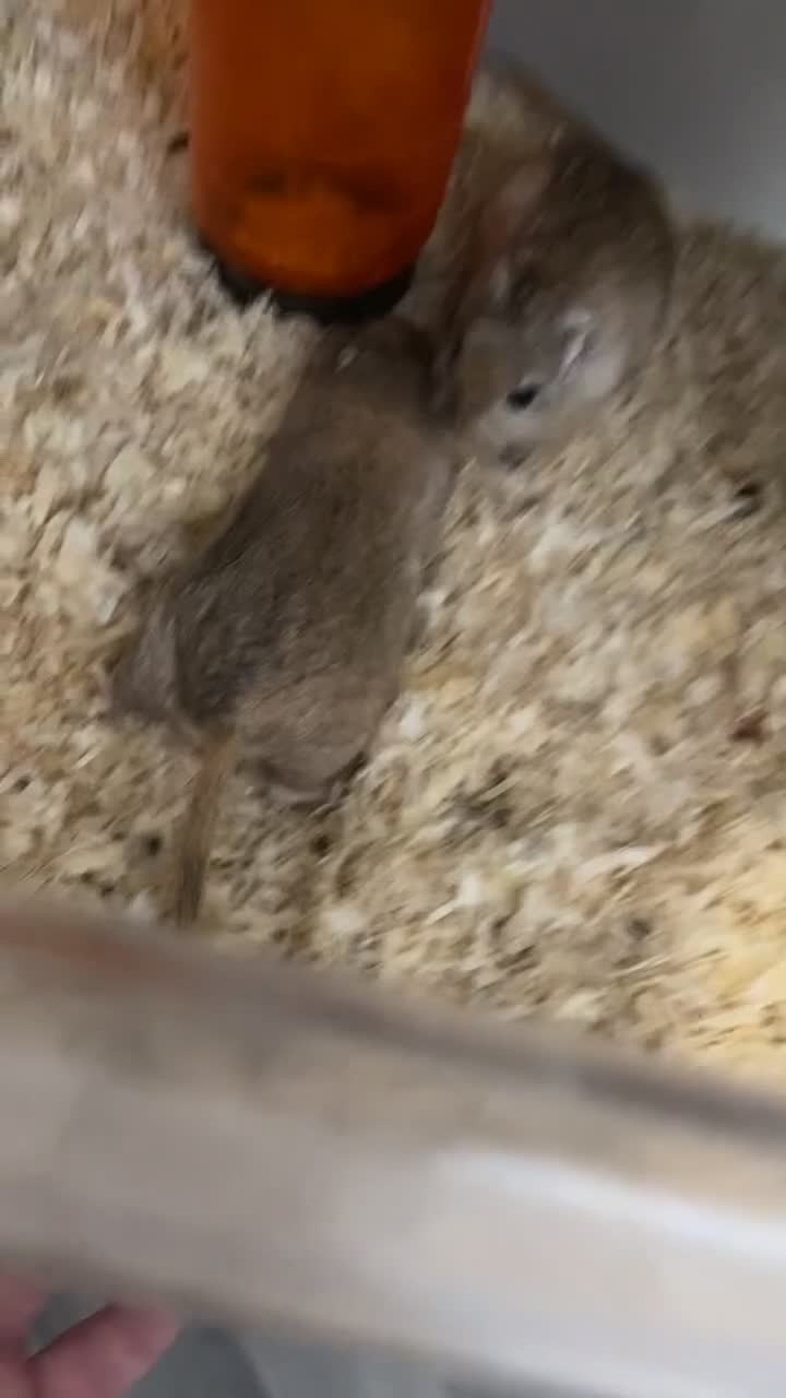 Gerbil rodents for sale: Gerbils  - Video 1