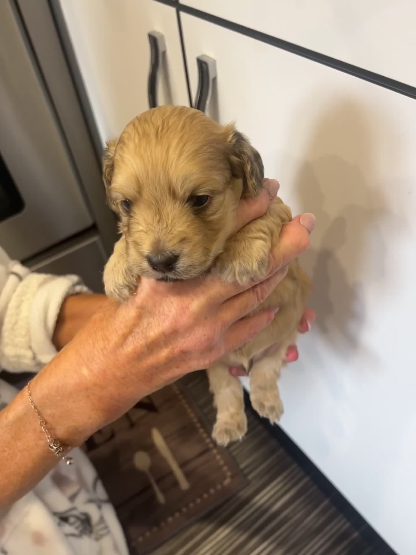 Doxiepoo dogs for sale: (REDUCED) Three Stunning Daxi Poo Puppies in Par - Video 1