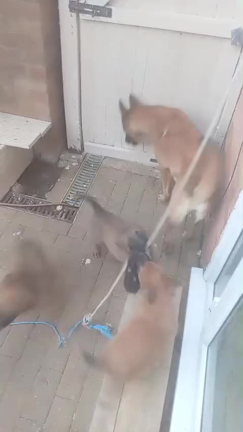 Belgian Shepherd Dog dogs for sale: Belgian Malinois Puppies Ready Now - Video 1