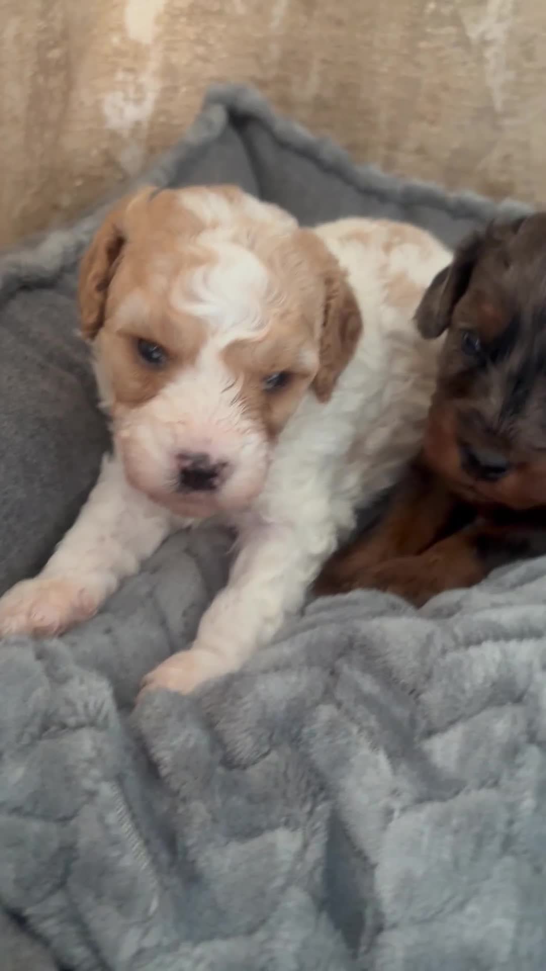 Cavapoo dogs for sale: Family raised Cavapoo puppies ready August - Video 1