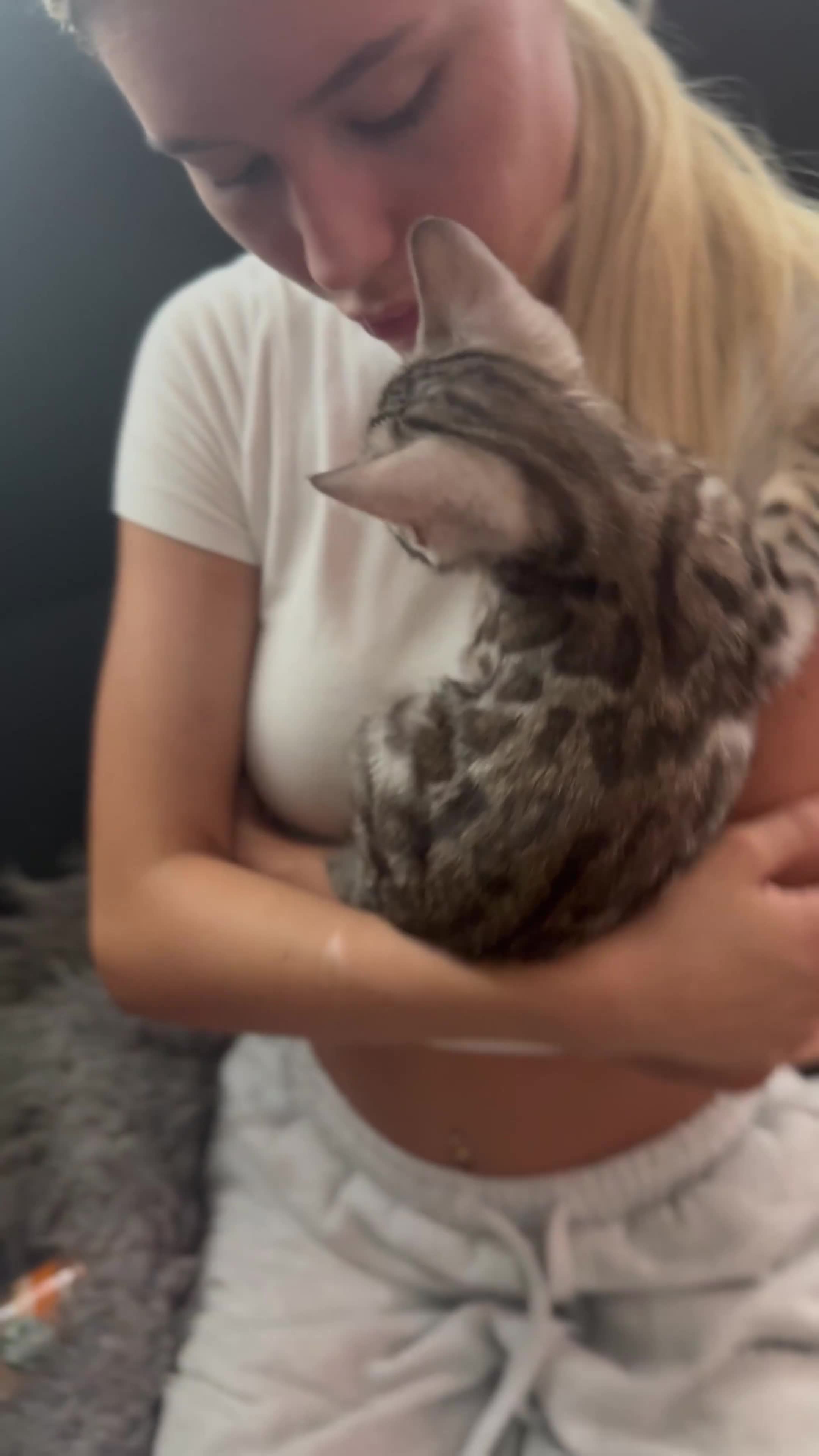 Bengal cats for sale: 1silver female  bengal 1charcoal male bengal pure - Video 1