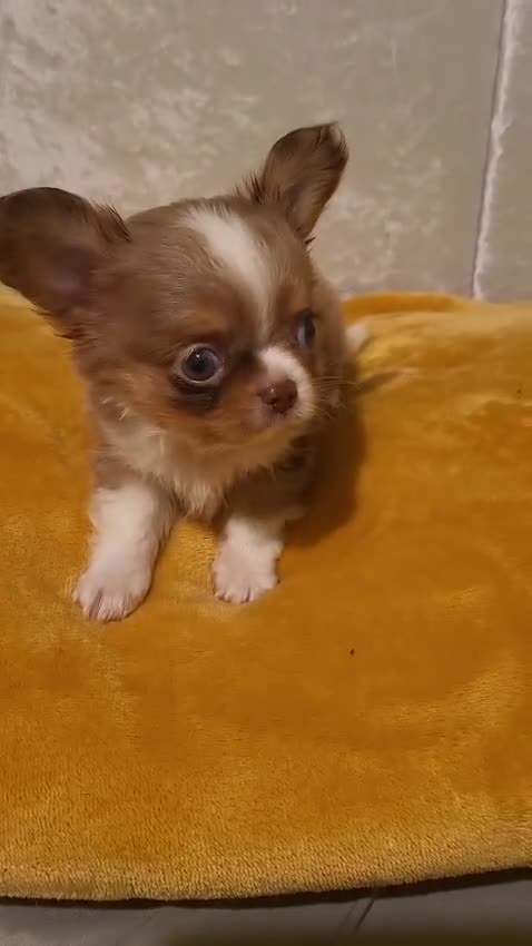 Chihuahua dogs for sale: Beautiful Long-Haired Chihuahua Puppies - Video 3