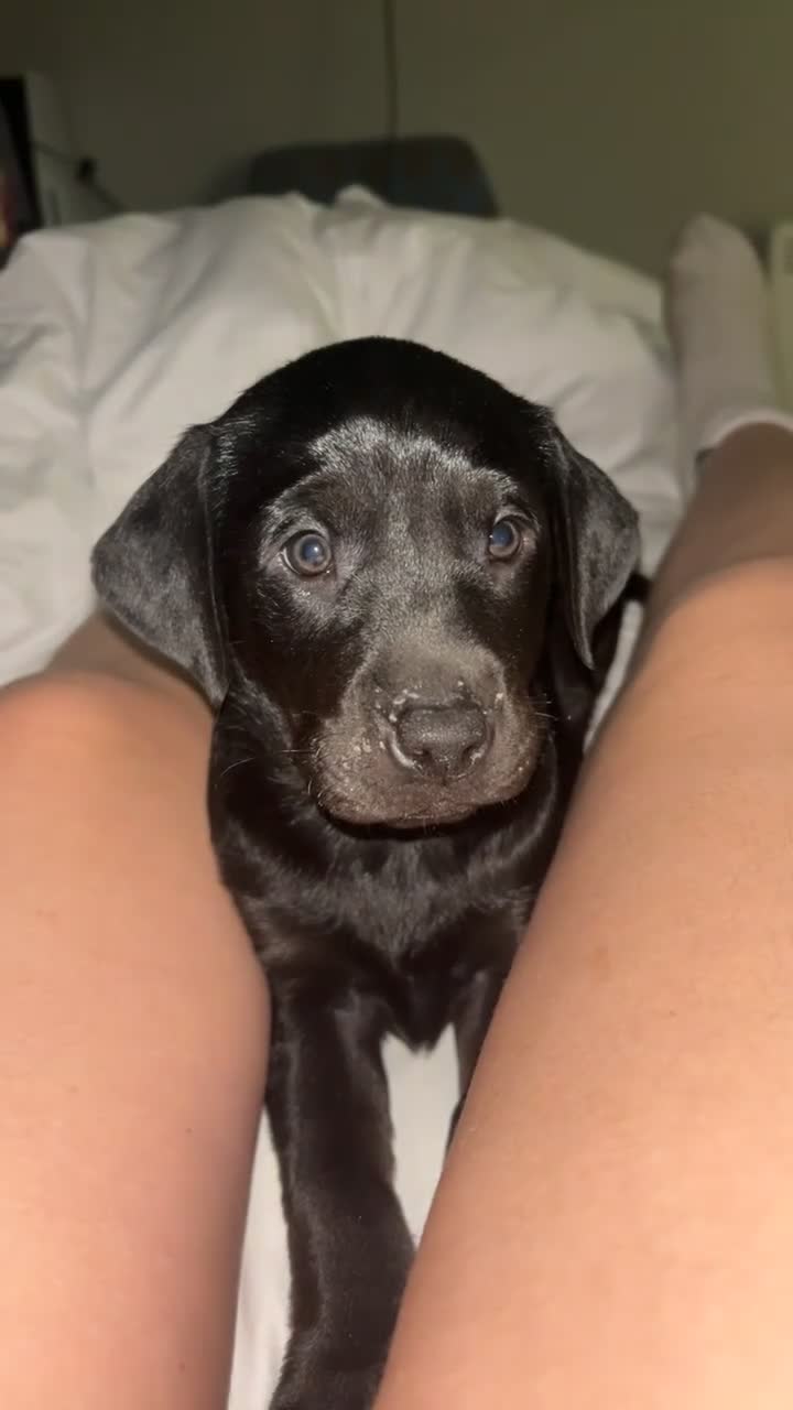 Labrador Retriever dogs for sale: last beautiful girl - Video 1