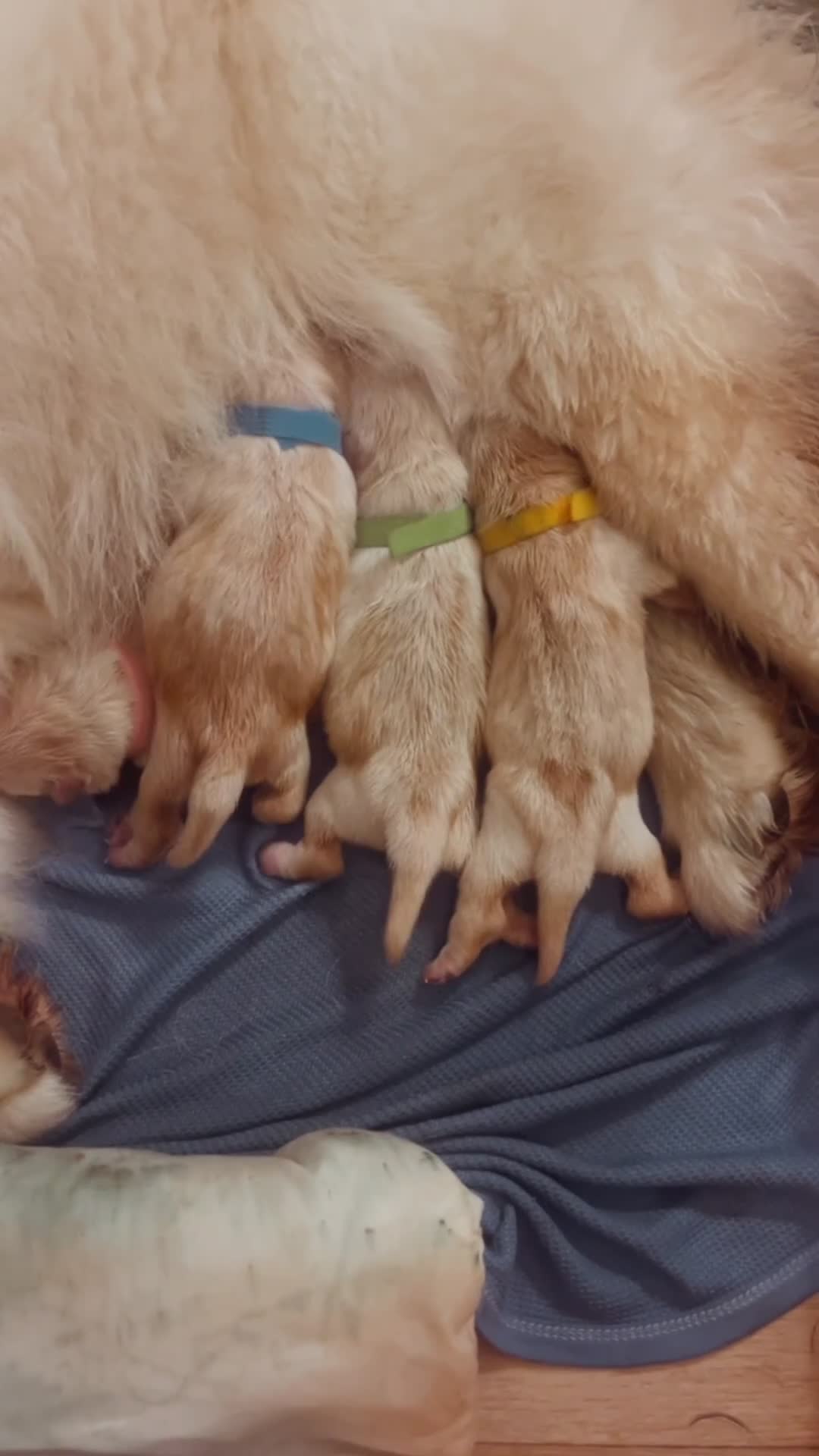 Chow Chow dogs for sale: Chow chows for sale 3k champion bloodline  - Video 2