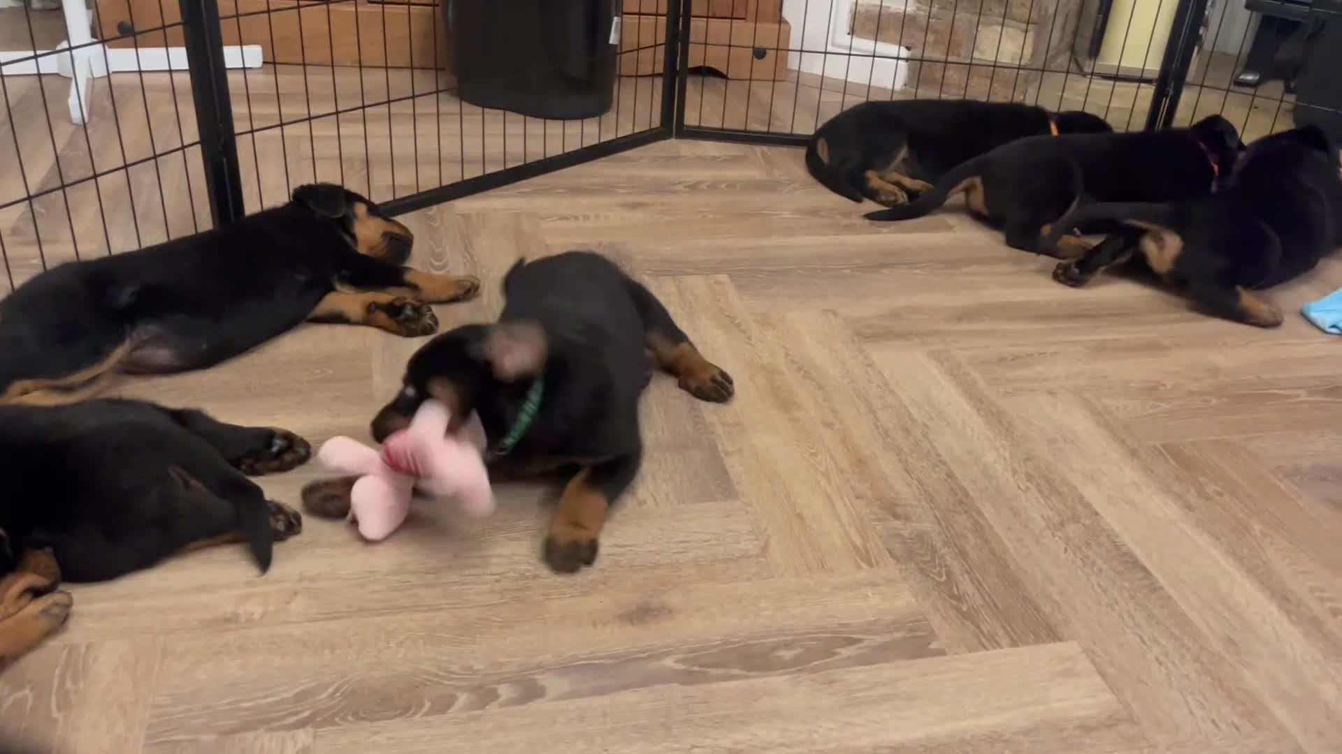 Rottweiler dogs for sale: X1 female rottweiler puppy left! 8 weeks old today in Evesham - Video 1