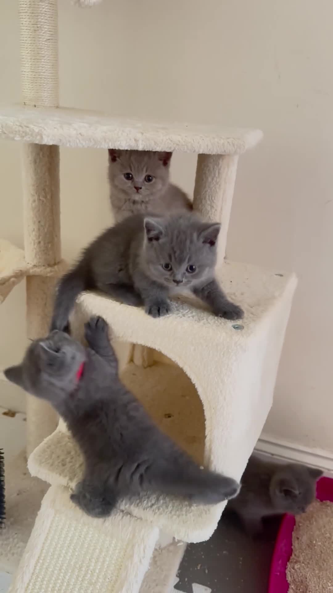 British Shorthair cats for sale: GCCF registered kitten - Video 1