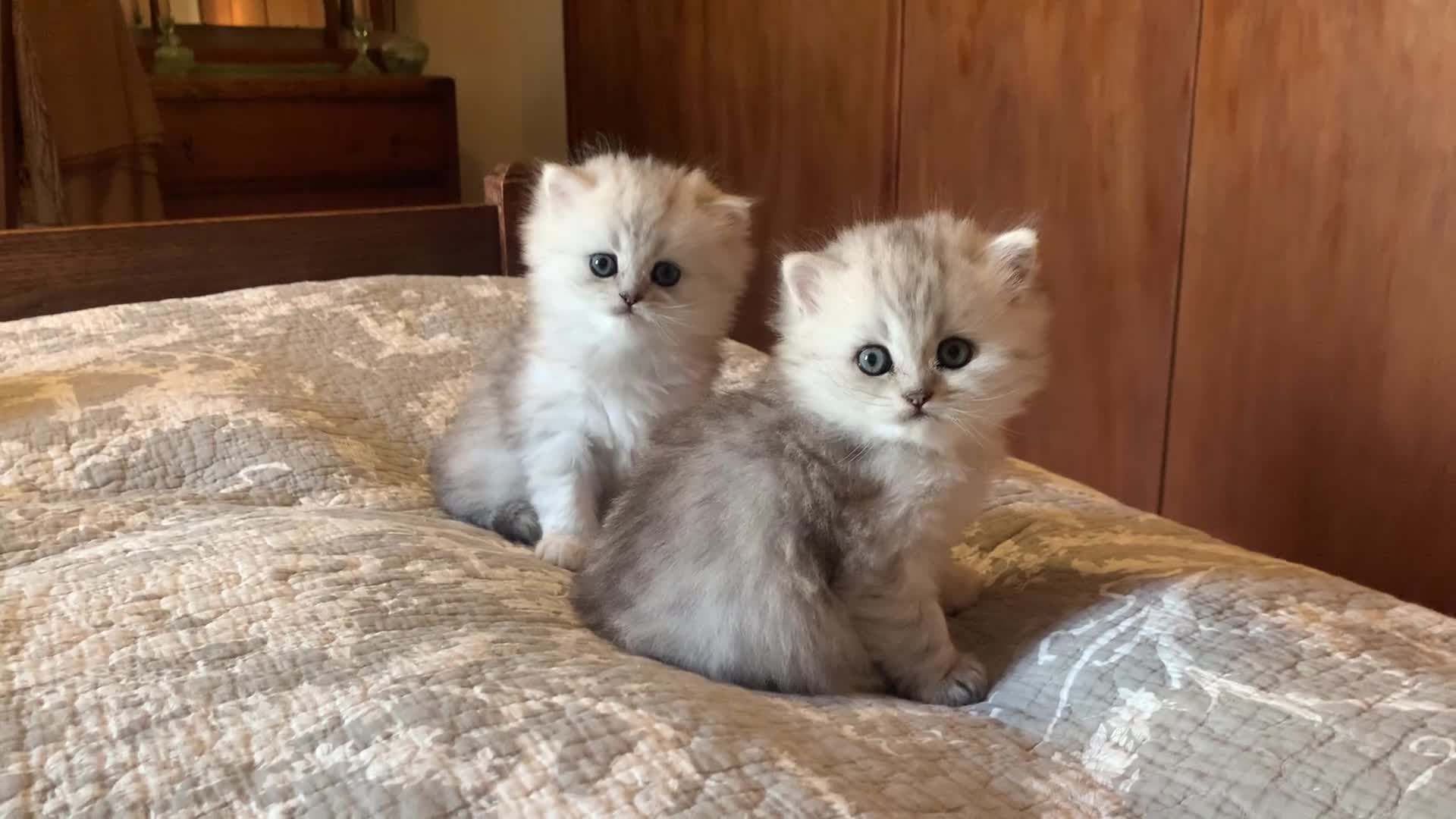 Persian cats for sale: Doll faced Persian kittens - Video 1