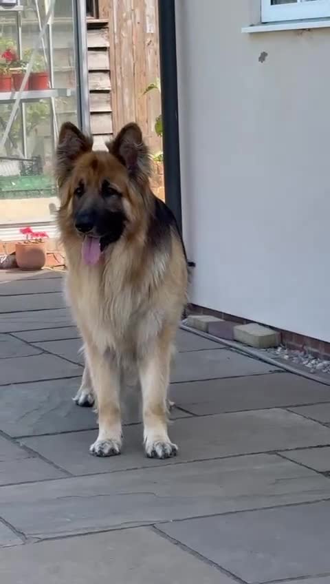 German Shepherd dogs for stud: Stud Dog  - Video 1