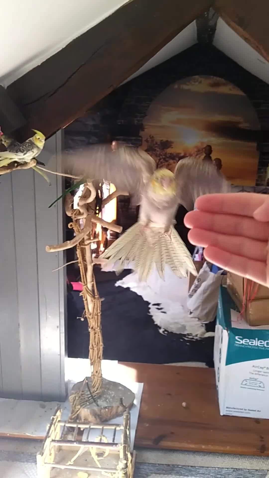 Cockatiels birds for sale: DNA sexed cockatiel hand tame and flight trained - Video 1