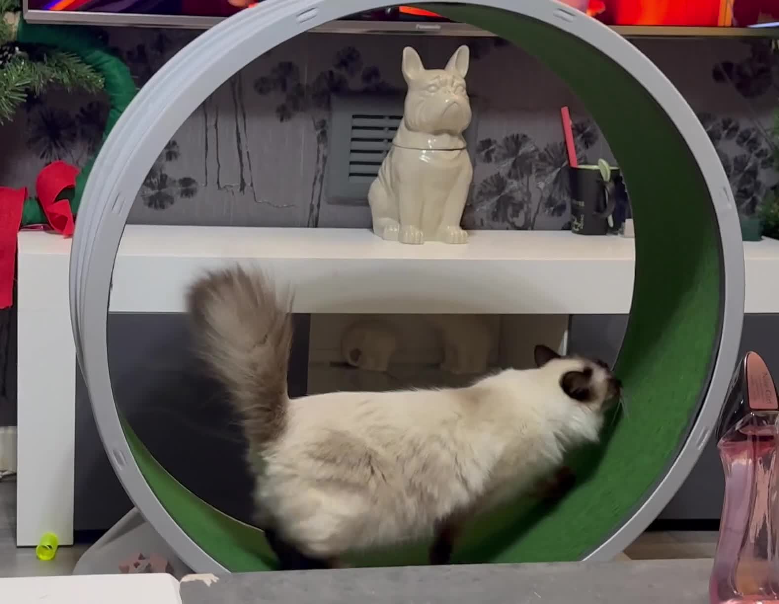 Ragdoll cats for sale: Little monkey  - Video 1