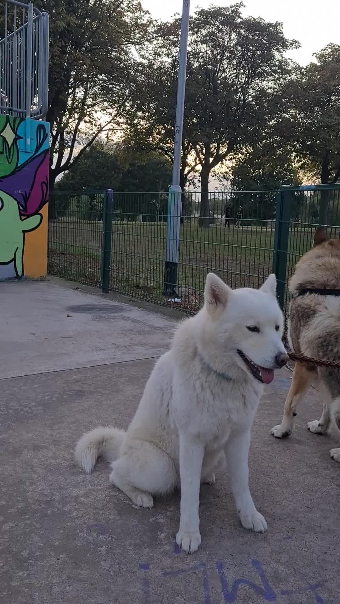 Mixed Breed dogs for sale: Czech Wolfdog × Akita/Malamute Puppies - Video 2