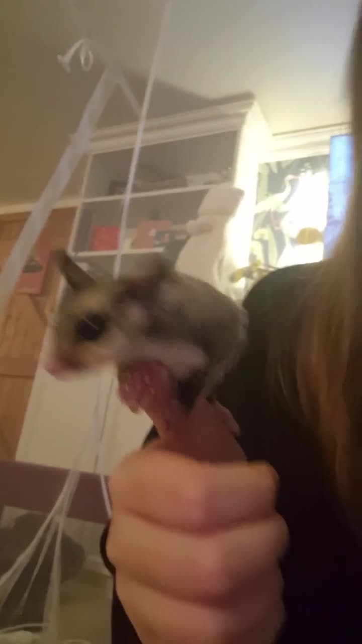 Sugar Glider rodents for sale: 2 female sugar gliders for sale - Video 2
