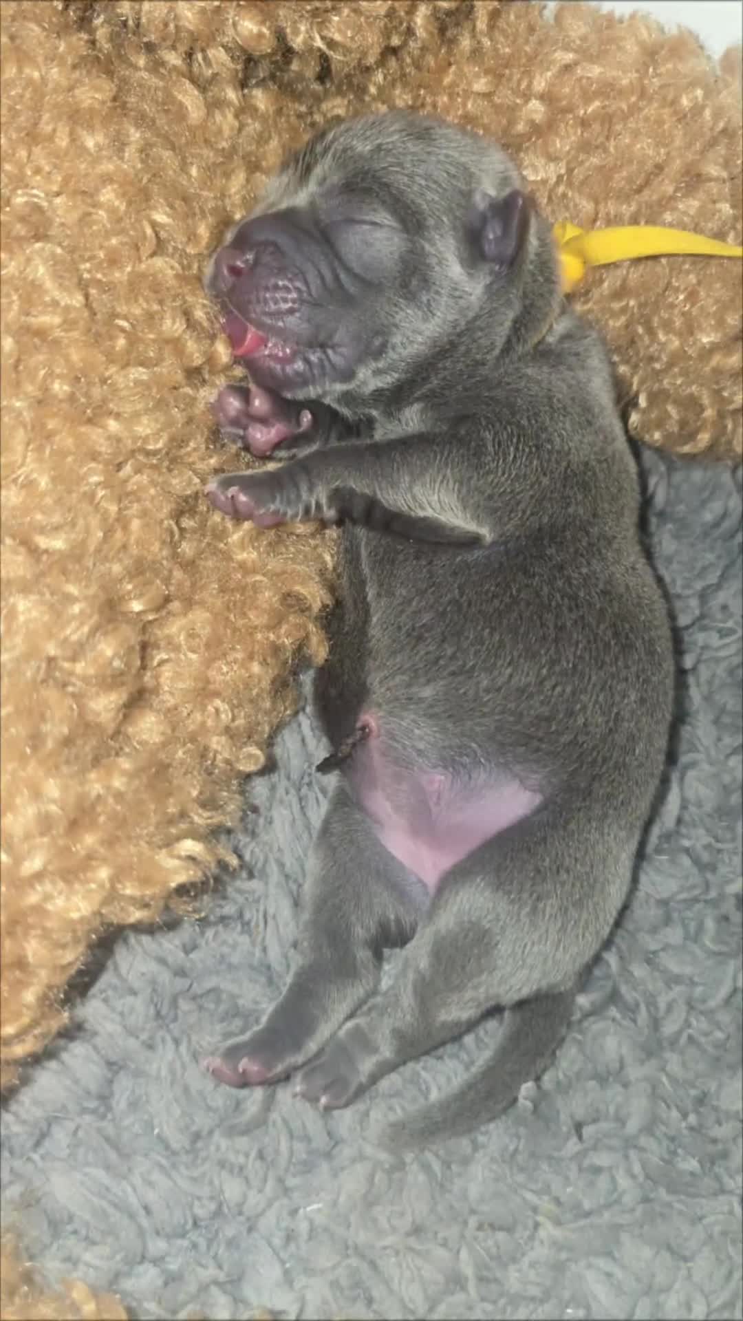 Mixed Breed dogs for sale: Chaffy puppies - Video 2