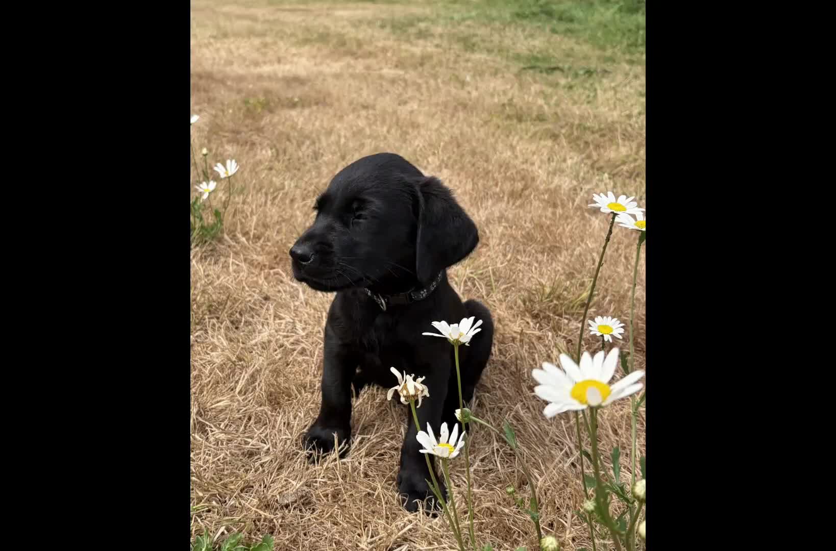 Labrador Retriever dogs for sale: 2 Boys Avaliable now for collection - Video 1