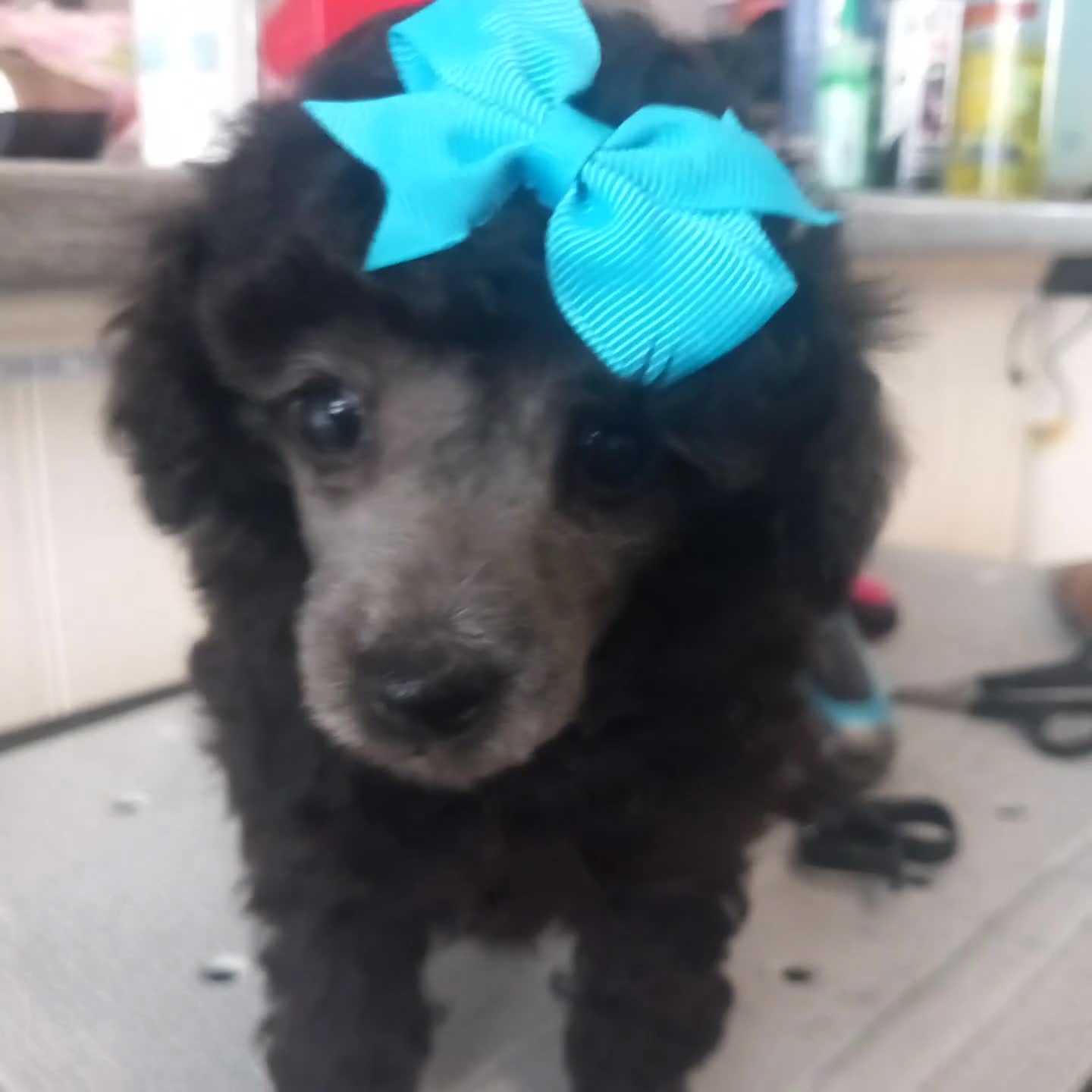 Toy Poodle dogs for sale: BEAUTIFULL TINY KC FULL PEDIGREE TOY POODLES* - Video 1