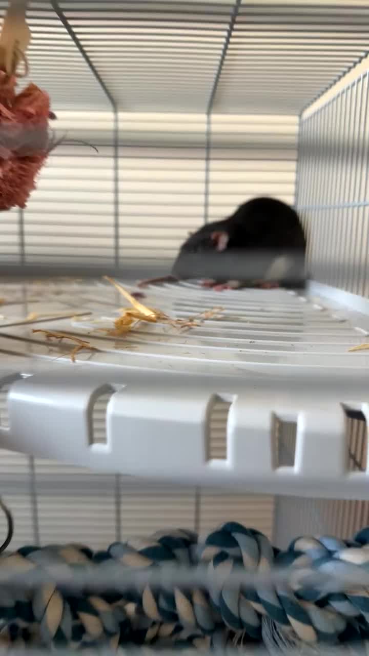 Rat rodents for sale: 1 dumbo and 1 fancy rat,cage, toys and 2 bags food - Video 1