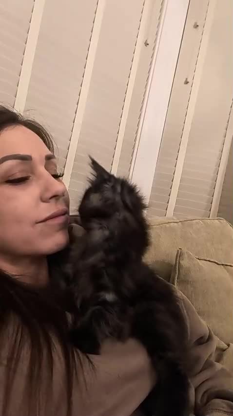 Maine Coon cats for sale: Championline maine coon kittens - Video 1