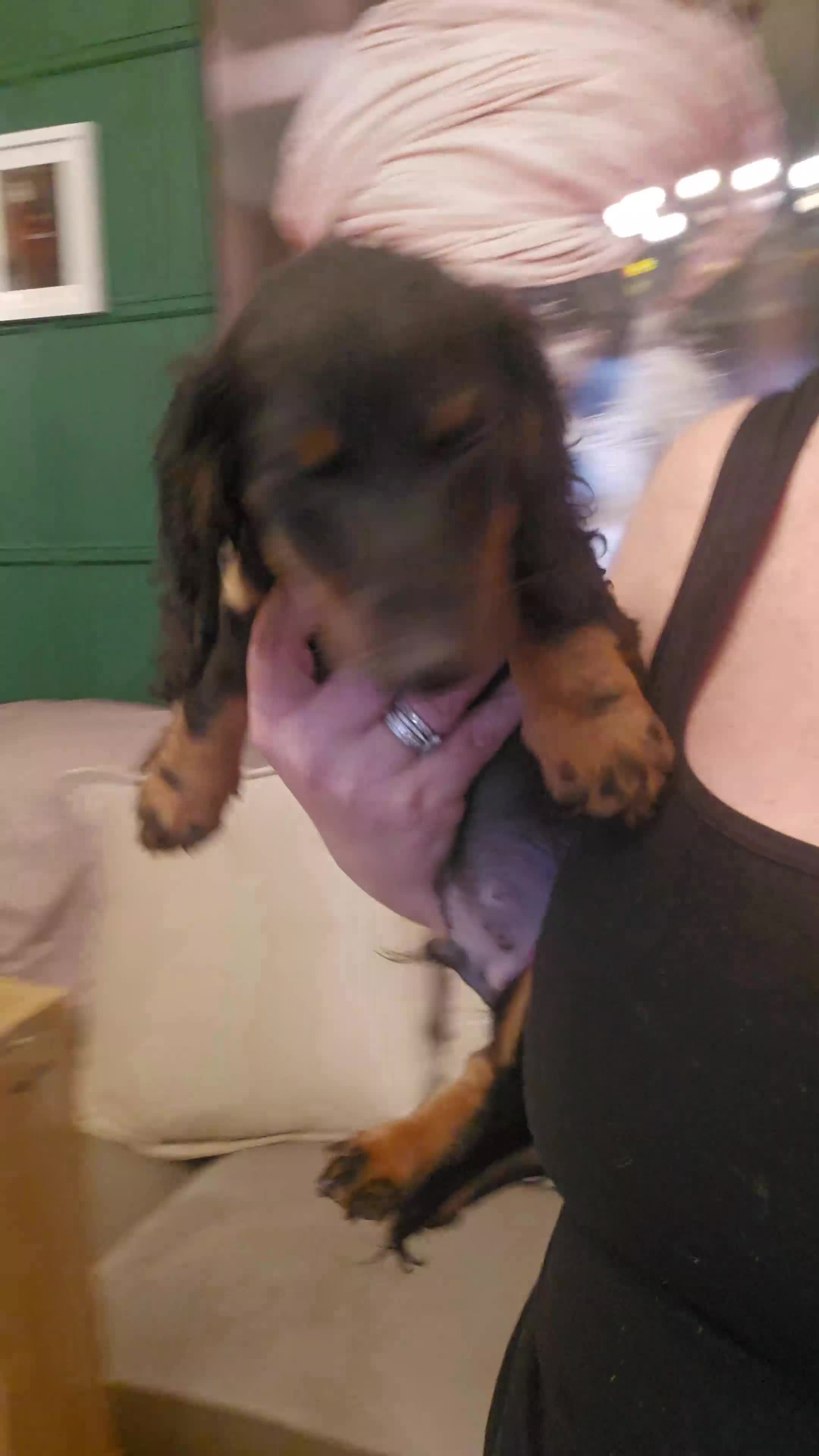 Miniature Dachshund dogs for sale: Miniature Dashound 5 STAR QUALITY LONGHAIR & SHORT - Video 1