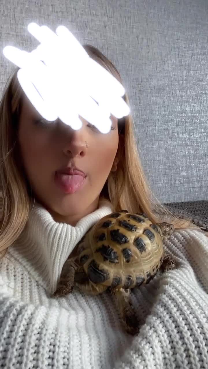 Tortoise reptiles for sale: Male horsefeild tortoise  - Video 3