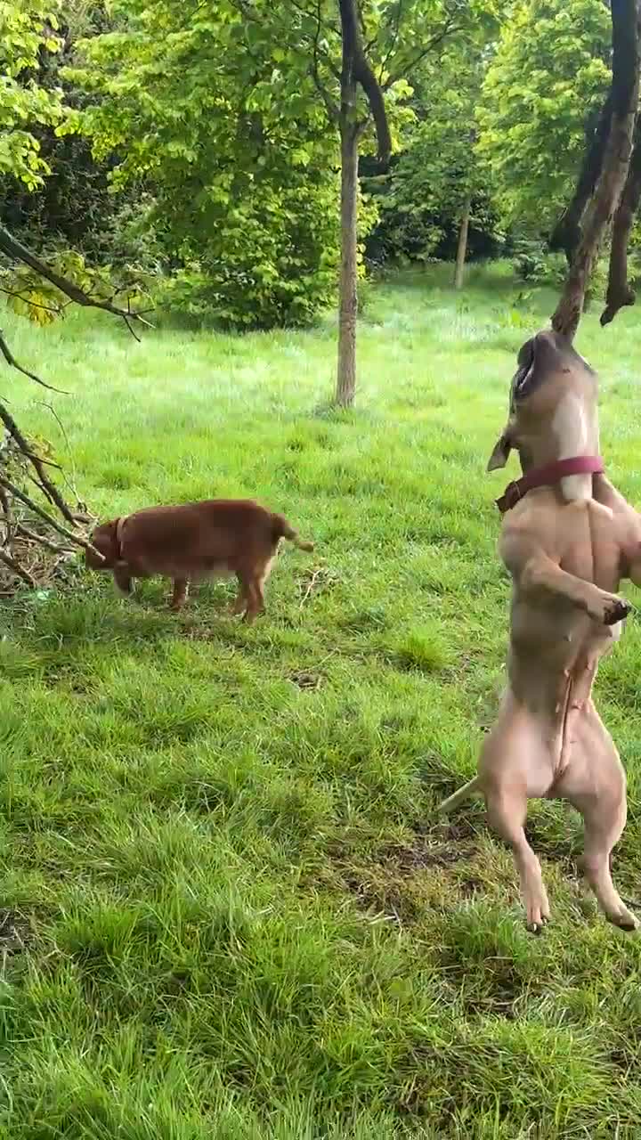 American Bully dogs for sale: Pocket bully  in Dundee - Video 1