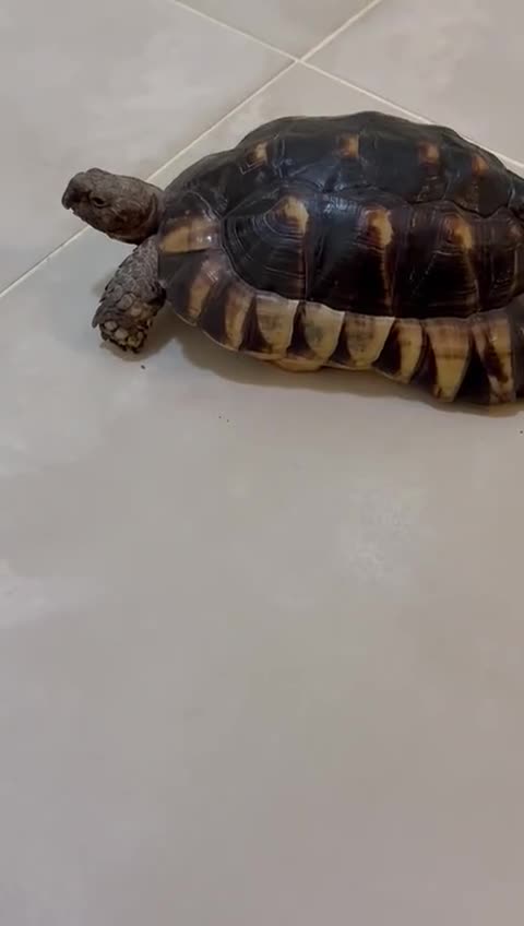 Tortoise reptiles for sale: Spur thighed tortoise  - Video 2