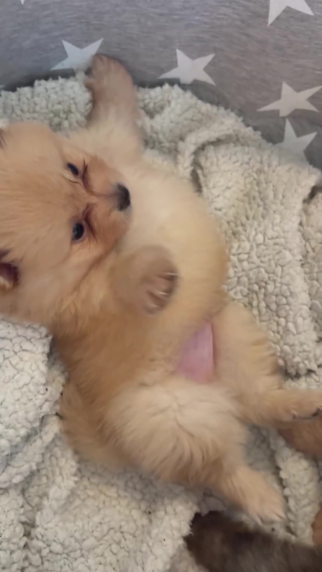 Pomeranian dogs for sale: ** Pomeranian Puppies 🐶🤍🐻🤎 - Video 1