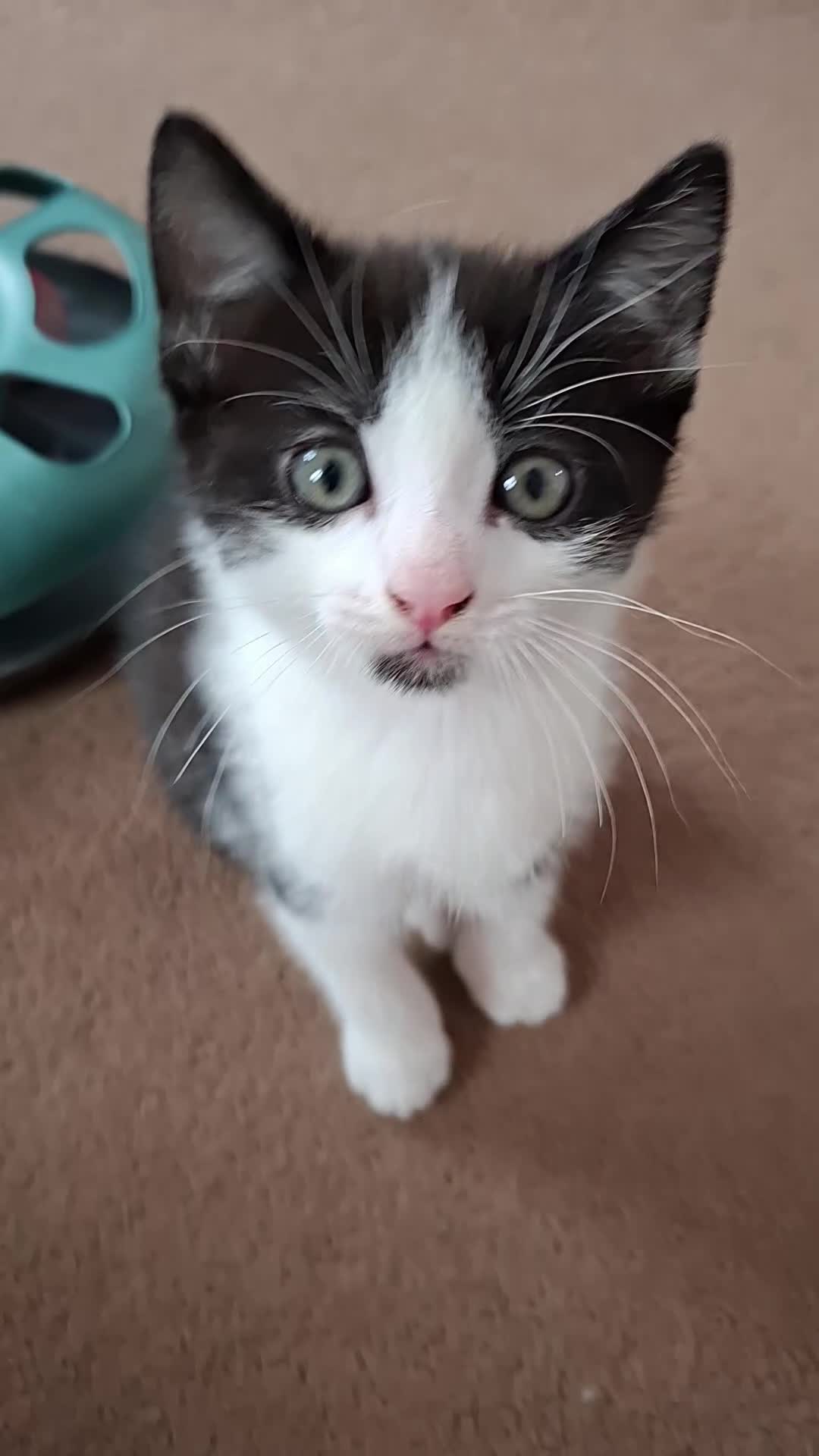 Mixed Breed cats for sale: Kittens  - Video 1