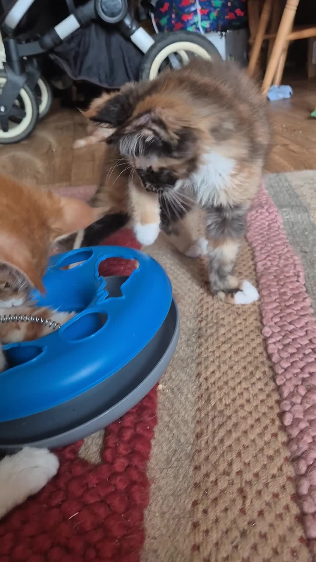 Maine Coon cats for sale: TICA reg Maine coons - Video 2