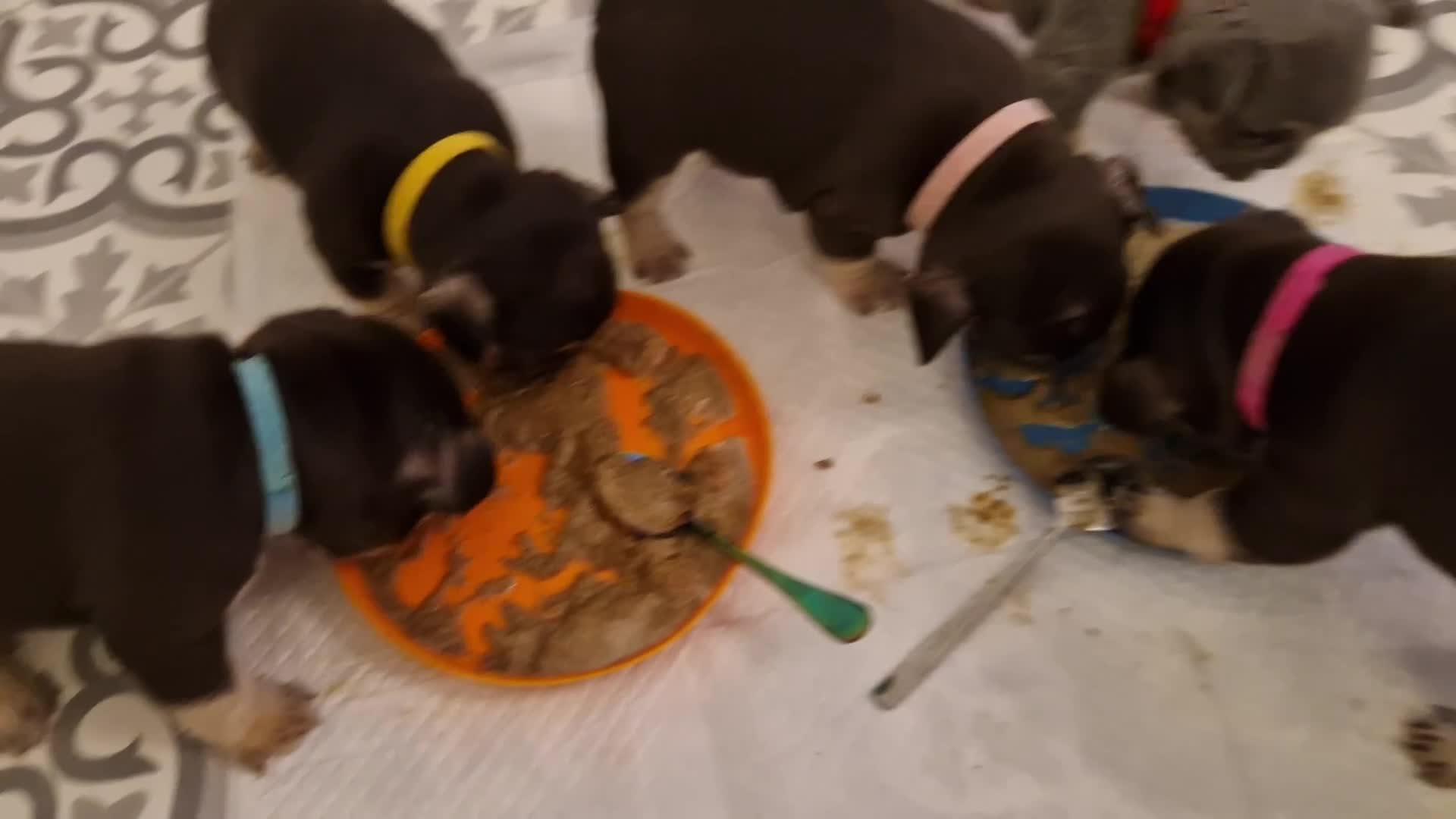 French Bulldog dogs for sale: French Bulldog Puppies in Swadlincote - Video 1