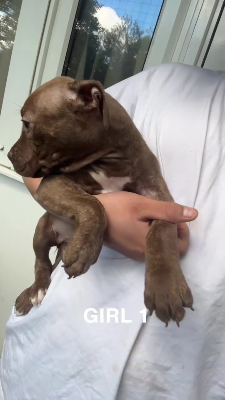 American Bulldog dogs for sale: American bulldog mastiff bloodline puppies  - Video 4