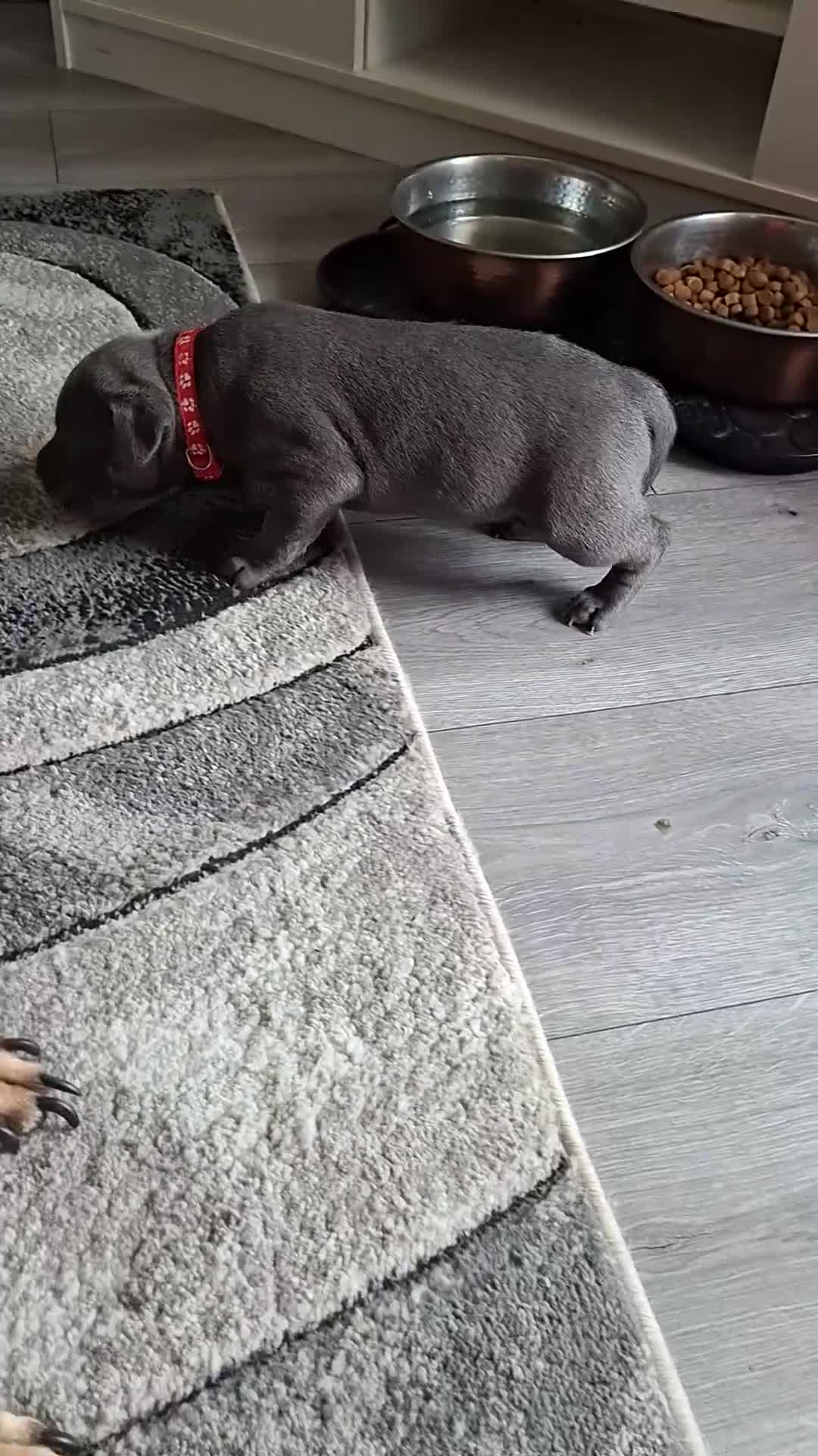 Staffordshire Bull Terrier dogs for sale: 1 female blue available ready to leave 28th August - Video 1