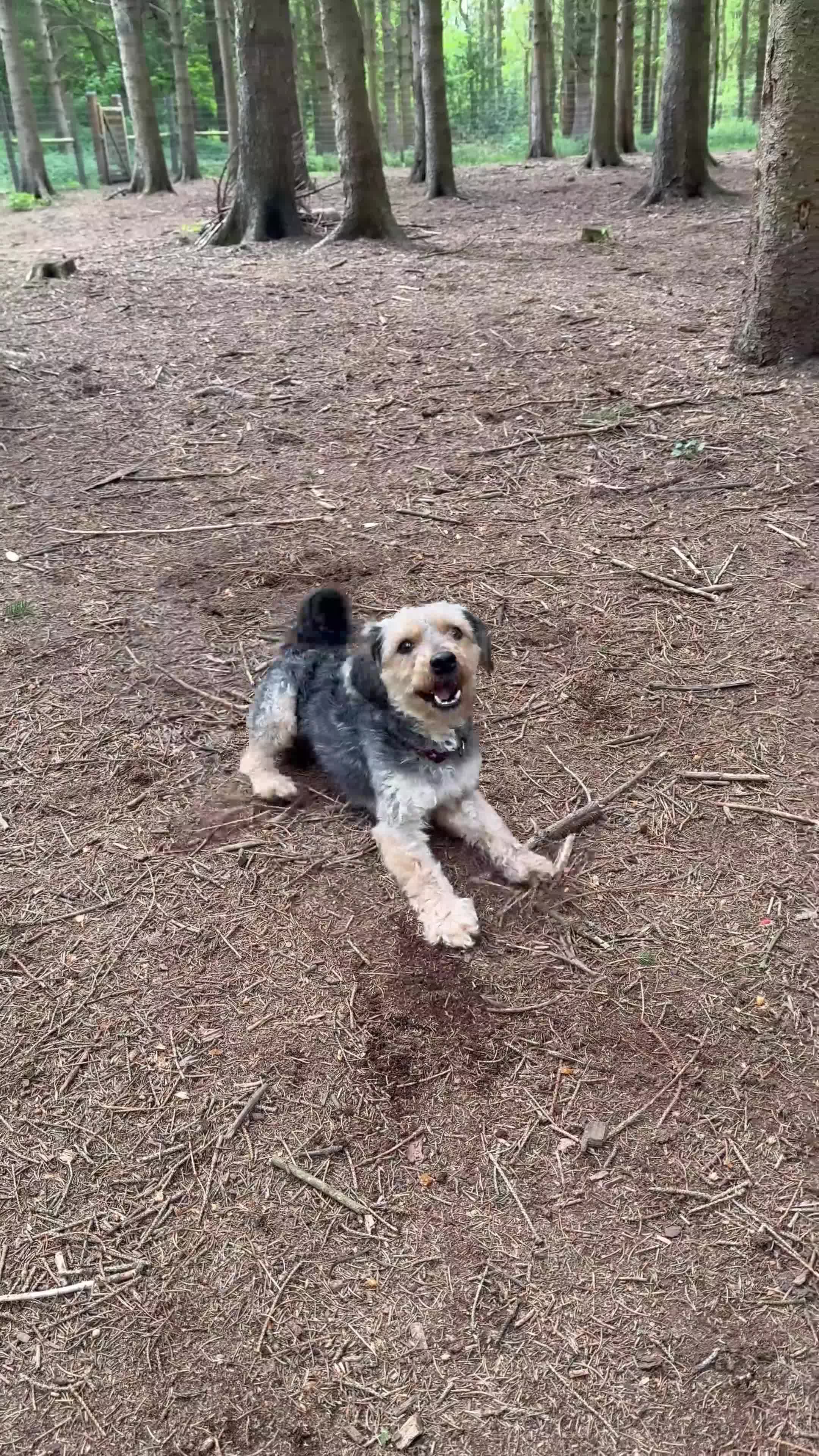 Mixed Breed dogs for sale: Banjo in Goole - Video 2