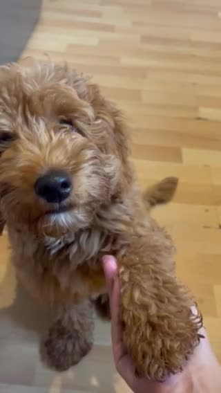 Cockapoo dogs for stud: PROVEN STUD - Red/Apricot F1B cockapoo in Dunstable - Video 2
