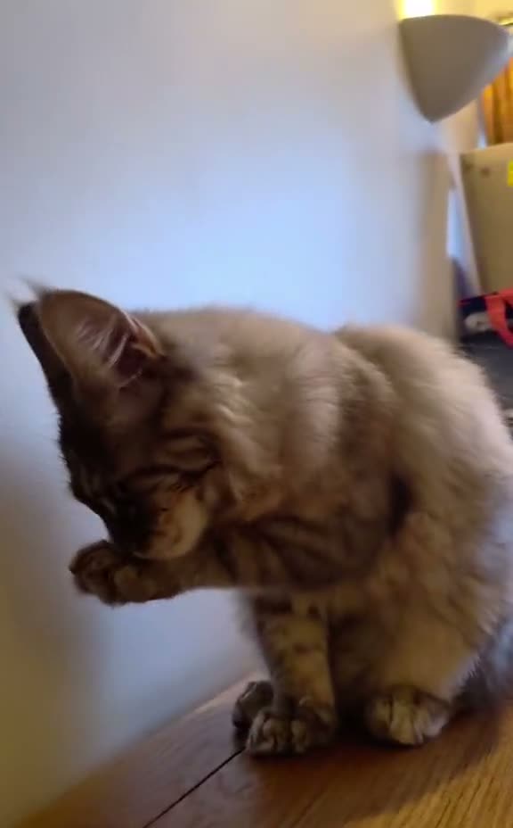 Maine Coon cats for sale: 😻 Blue Tabby Maine Coon XXL Russian Line Female  - Video 1