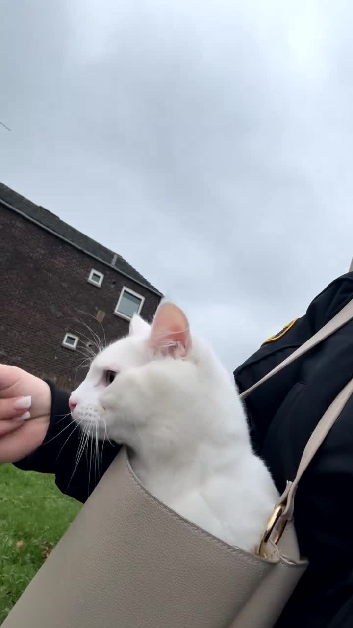 Domestic Shorthair cats for sale: Barfi in Leicester - Video 1