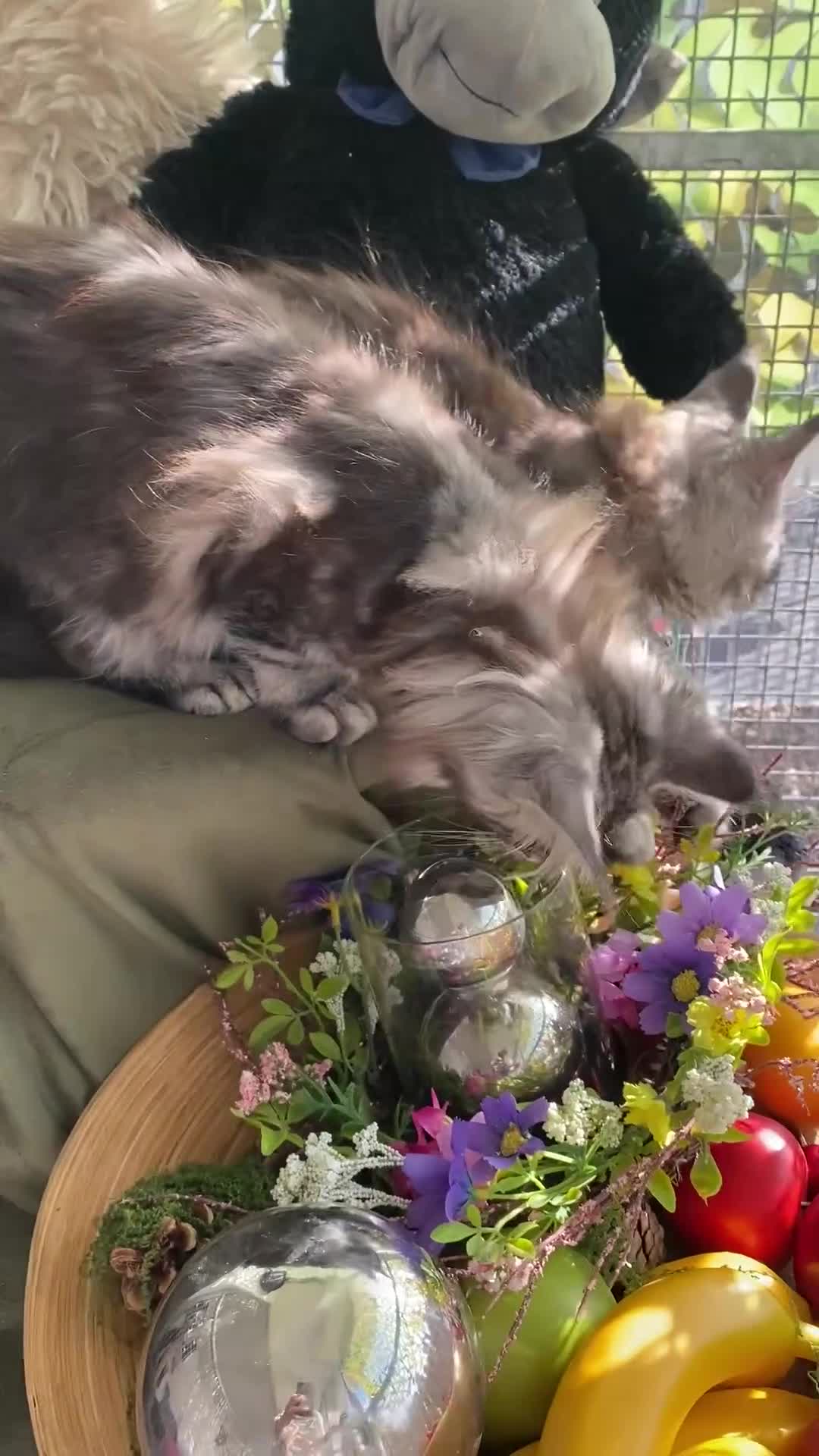 Maine Coon cats for sale: Pedigree registered Maine Coons - Video 1