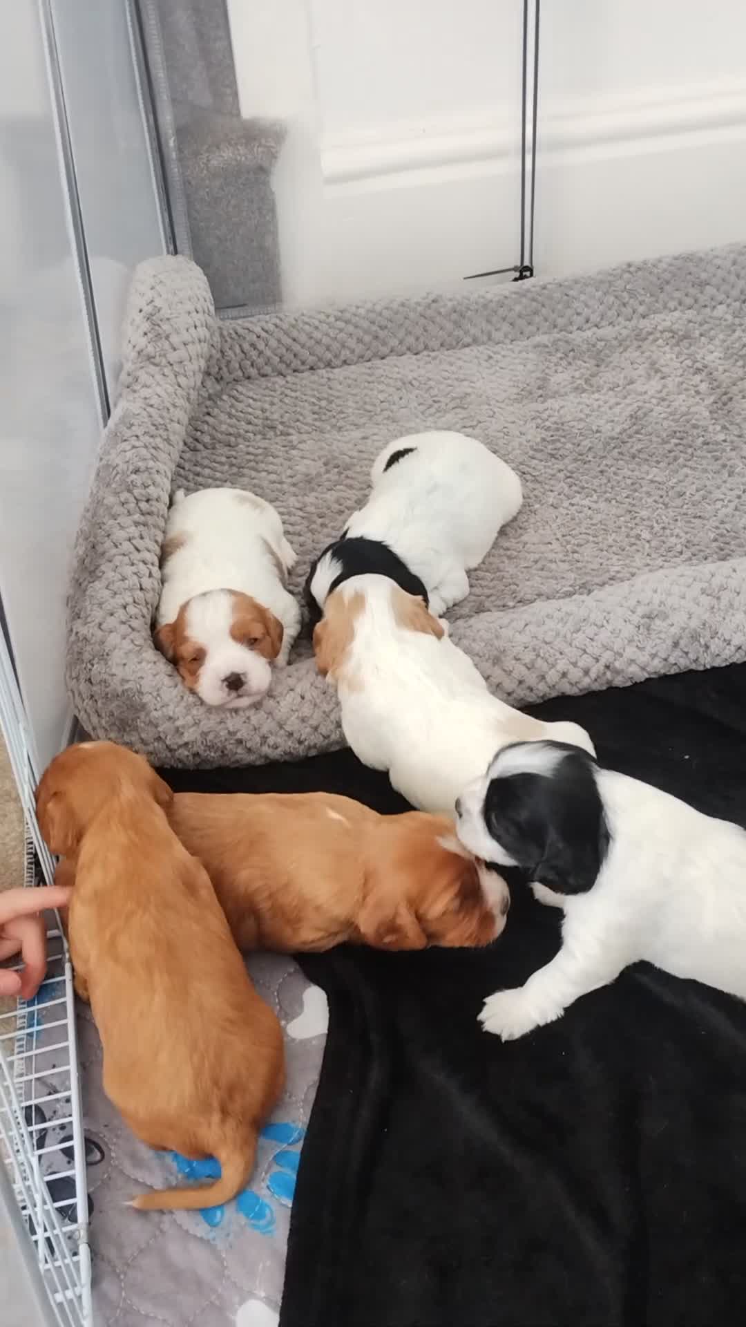 Mixed Breed dogs for sale: Cavalier King Charles/Cockapoo - Video 5