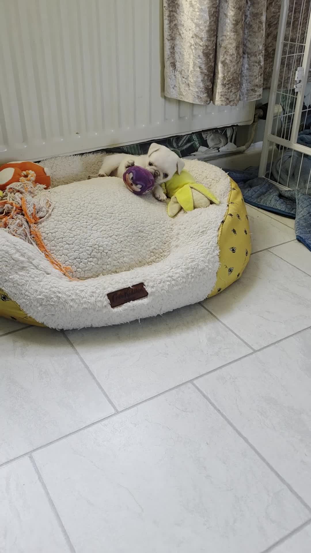 Pug dogs for sale: Reduced!!!Stunning colourful litter of pugs - Video 1