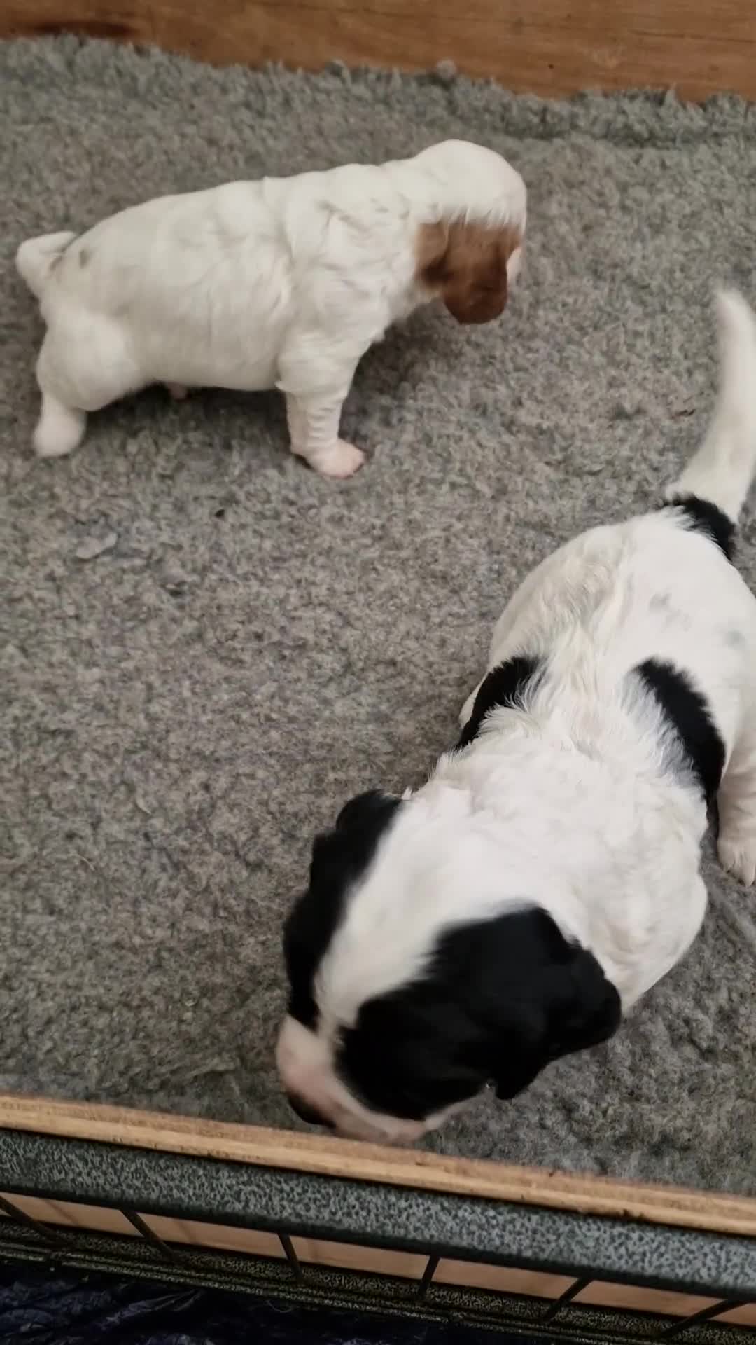 Cocker Spaniel dogs for sale: Quality litter of kc registered cocker spaniel  - Video 1