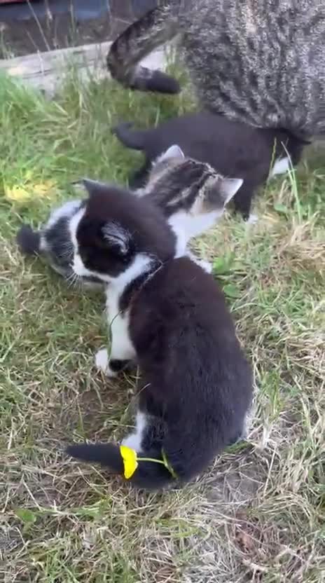 Mixed Breed cats for sale: Gorgeous Tabby Kittens - 3 Left - Video 2