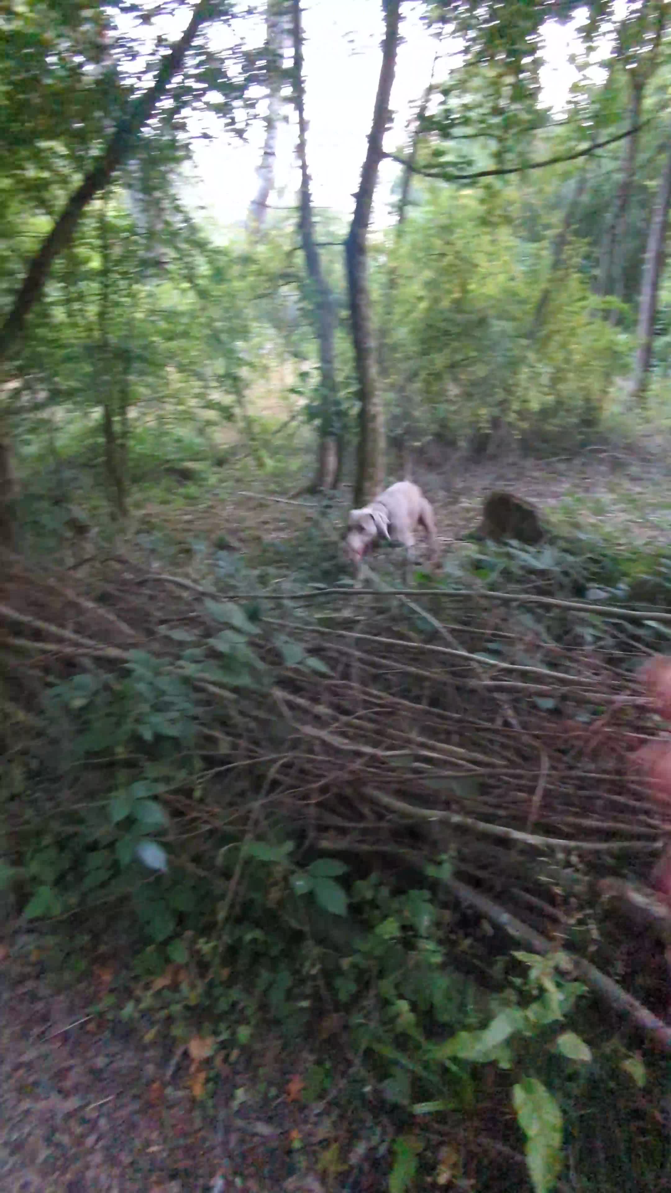 Weimaraner dogs for stud: Dog For Breeding  - Video 1