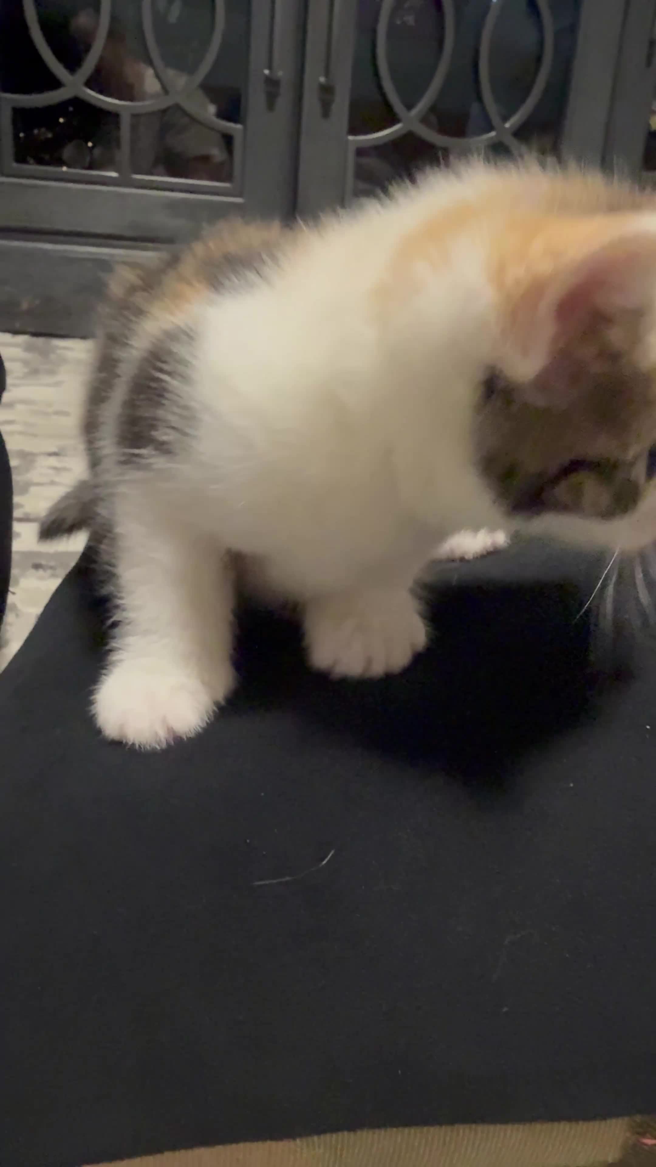 Mixed Breed cats for sale: 6 kittens  - Video 1