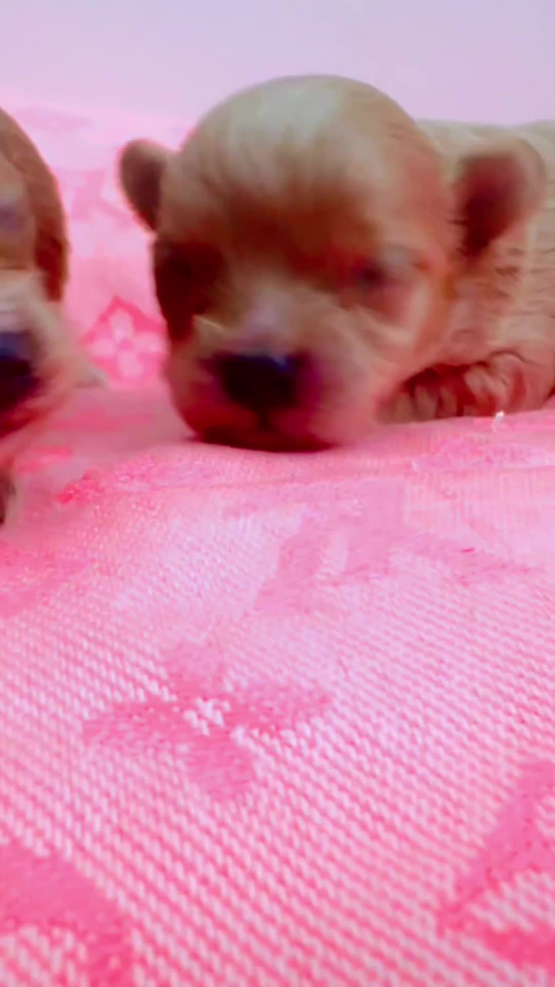 Maltipoo dogs for sale: 🧸🩷 Incredible Asian Maltipoo 🩷🧸 - Video 1