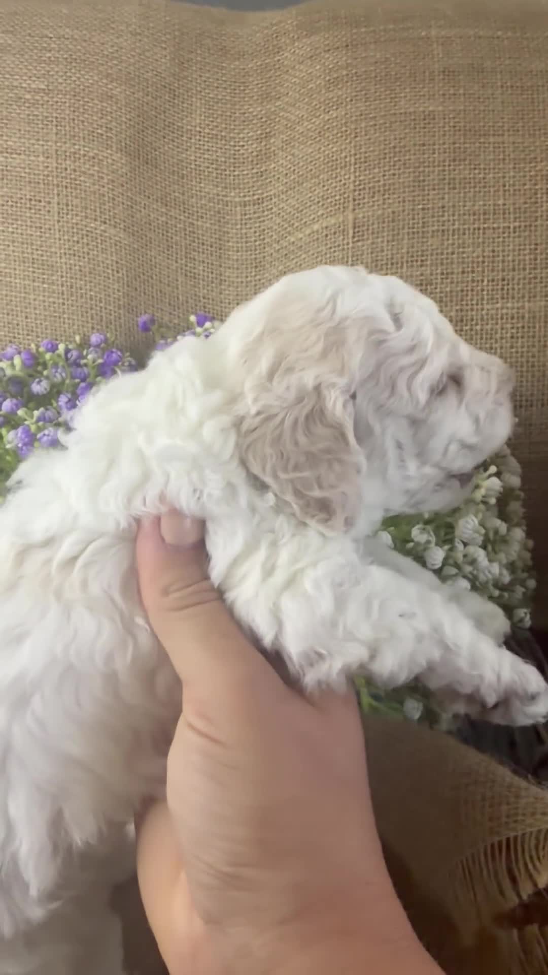 Lagotto Romagnolo dogs for sale: Cuteness overload Lagotto Romangnolo Puppies  - Video 2
