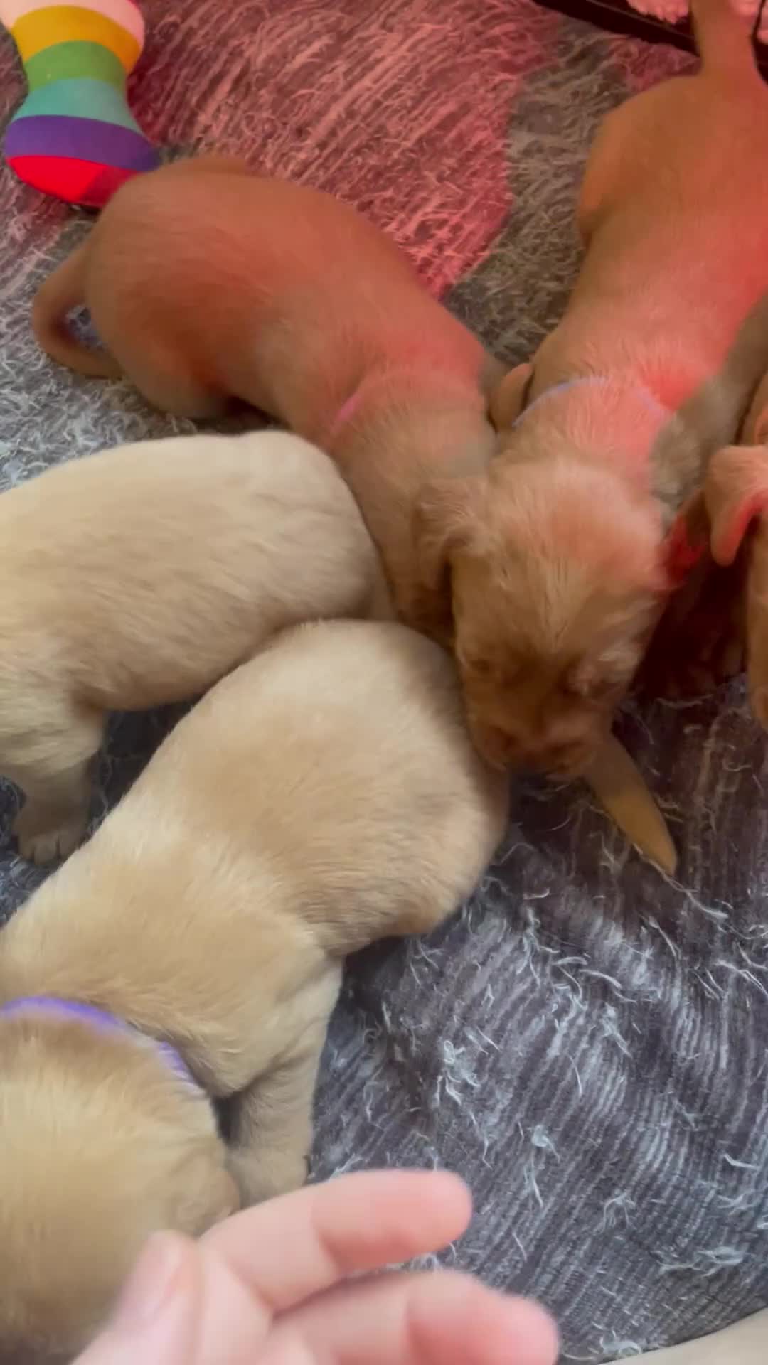 Labradoodle dogs for sale: F1b labradoodle puppies - Video 1